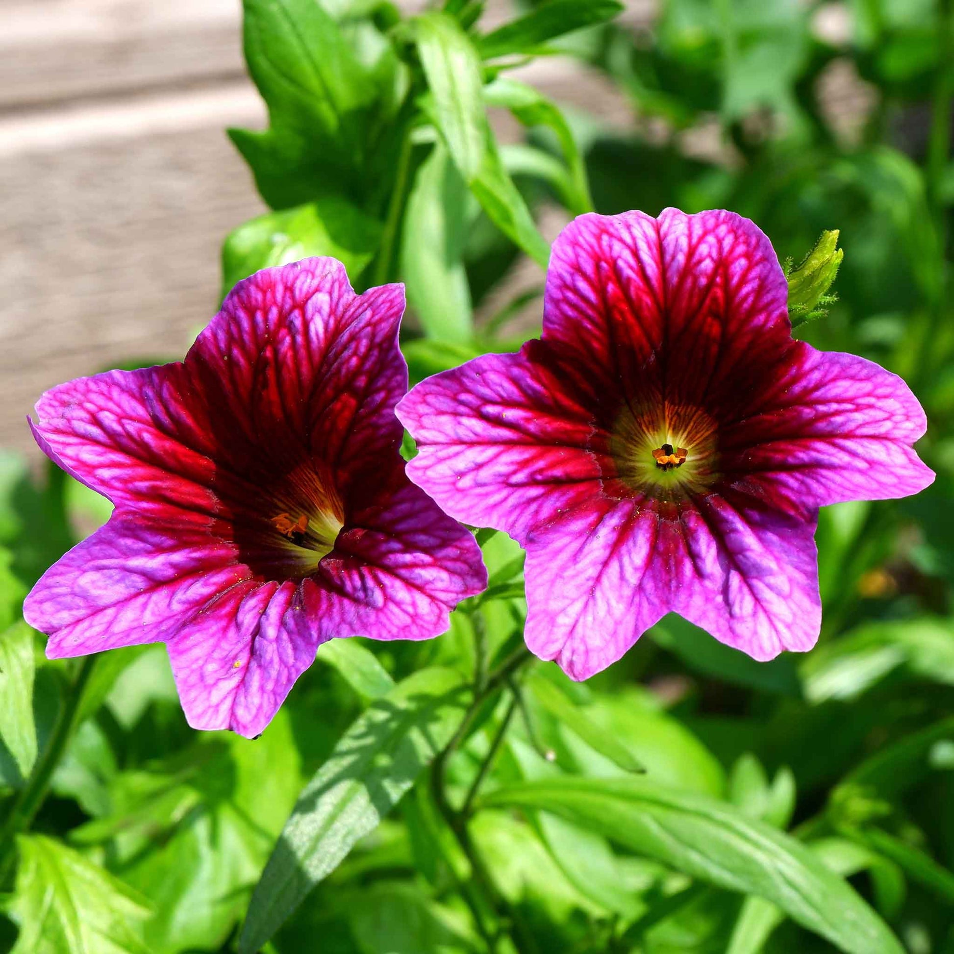painted tongue flower seeds Bulk Painted Tongue Seeds