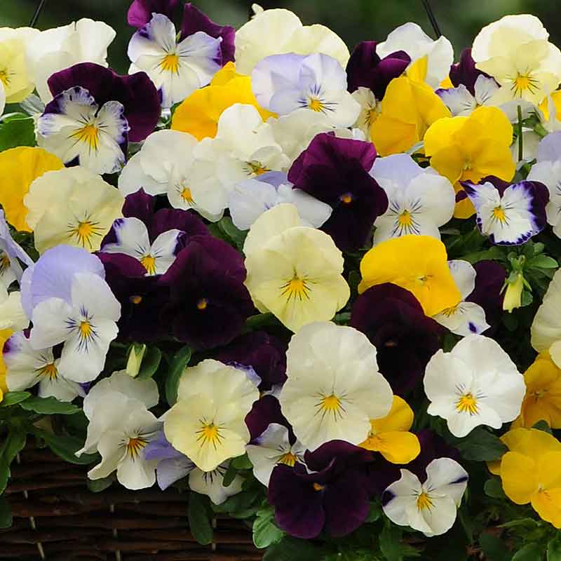 pansy cool wave mix