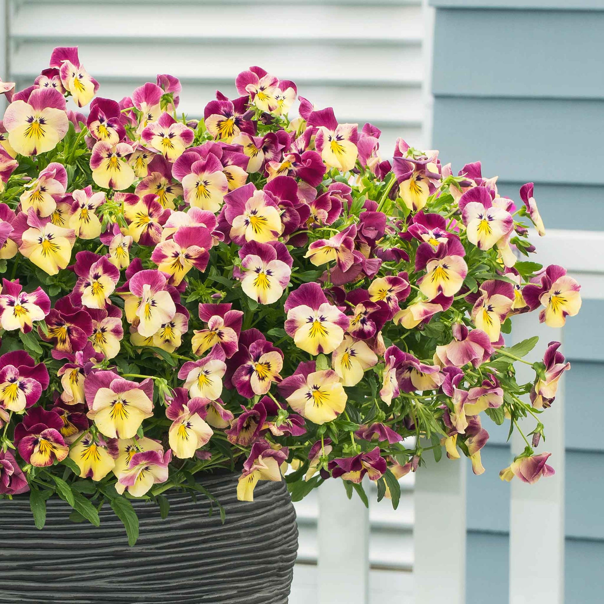 bulk strawberry seeds Bulk Pansy Seeds - Cool Wave Strawberry Swirl | Flower Seeds