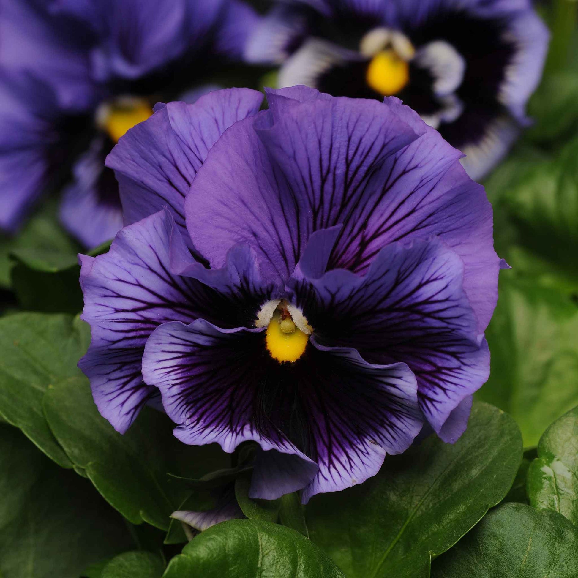 pansy flower seeds for sale Bulk Pansy Seeds - Frizzle Sizzle Blue | Bulk Flower Seeds