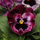 pansy frizzle sizzle raspberry