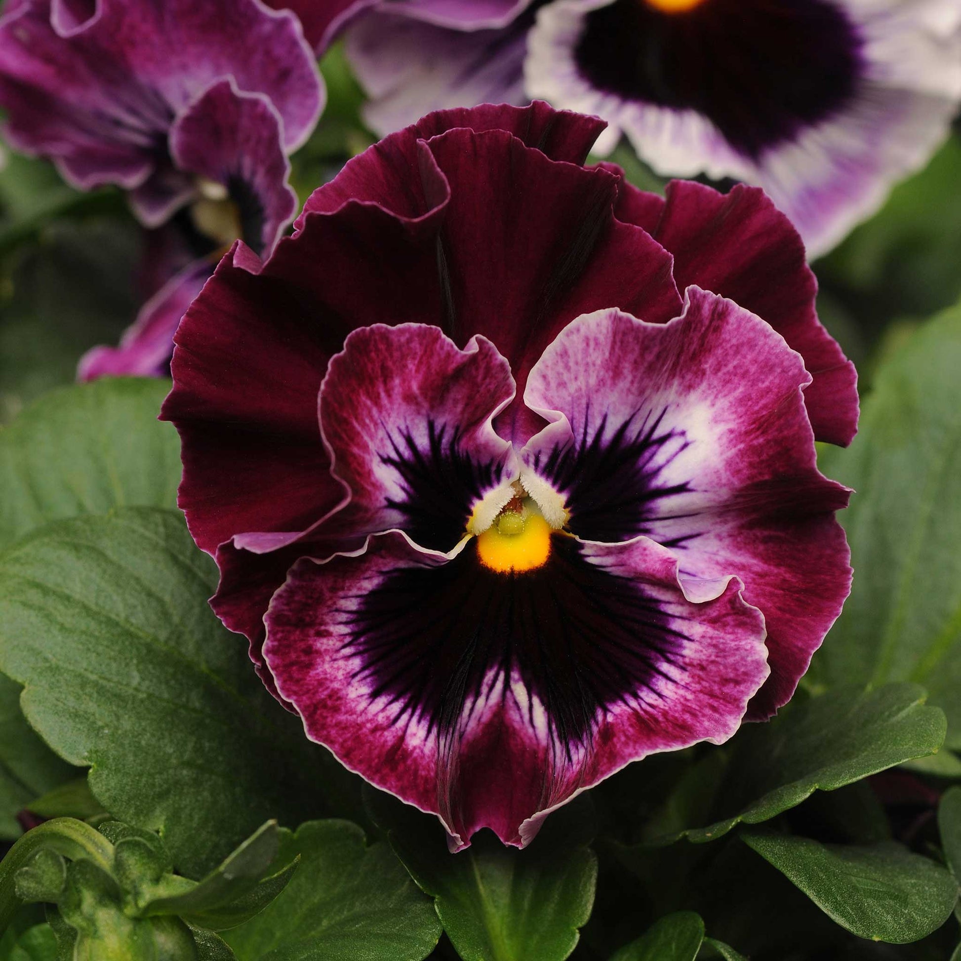 pansy flower seeds Bulk Pansy Seeds - Frizzle Sizzle Raspberry | Bulk Flower Seeds