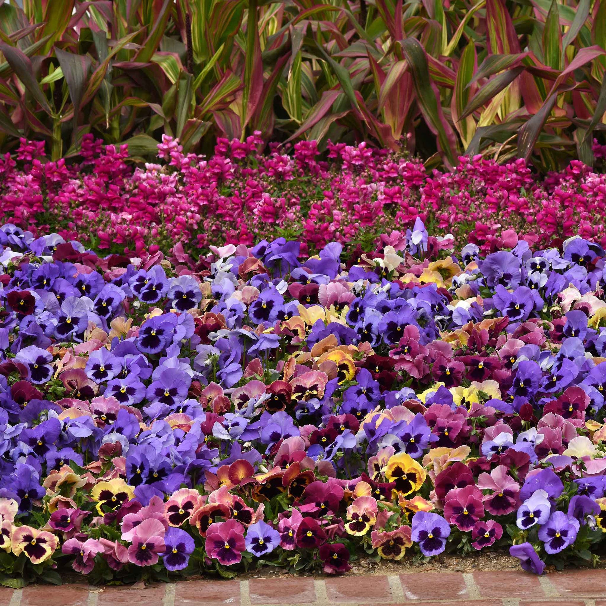 pansy flower seeds for sale Bulk Pansy Seeds - Matrix Costal Sunrise Mix | Bulk Flower Seeds