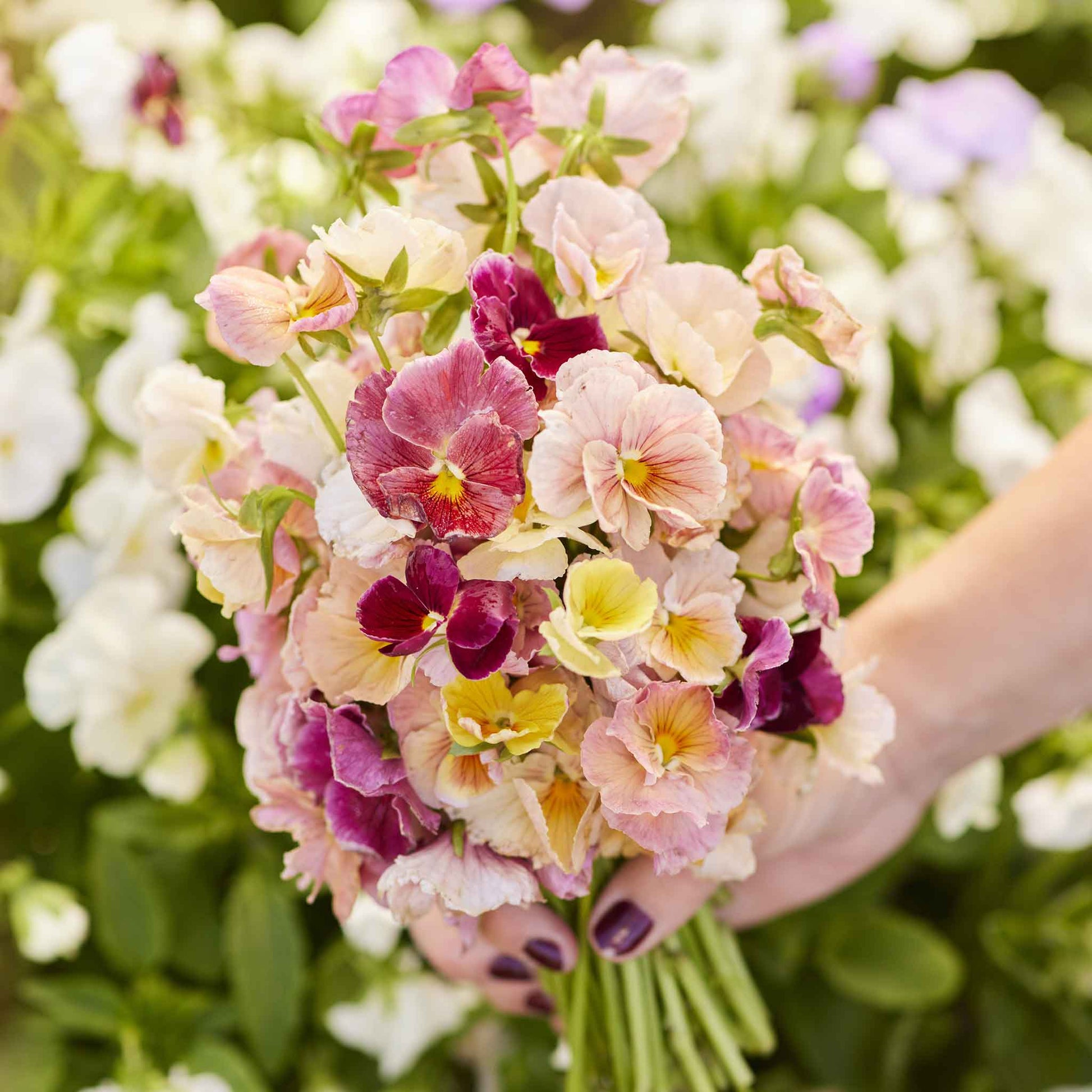 pansy seeds from plants Bulk Pansy Seeds