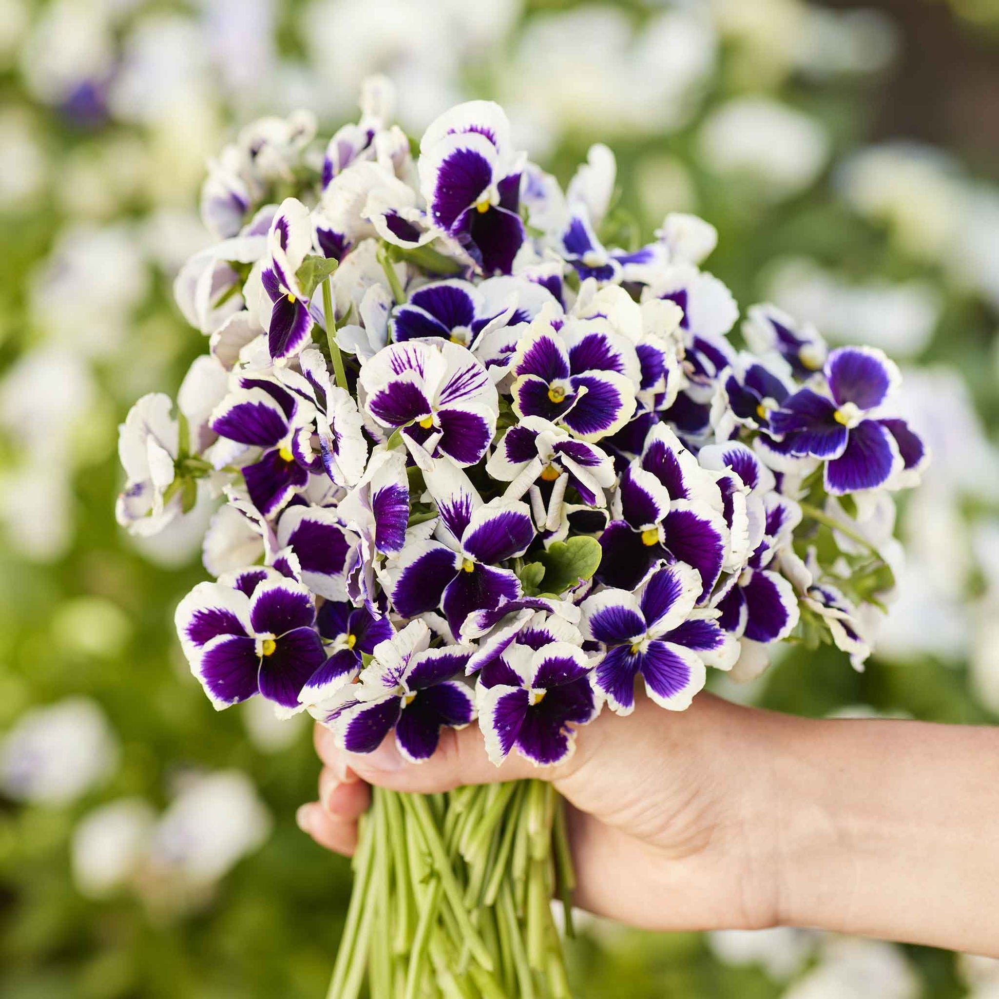 pansy seeds from plants Bulk Pansy Seeds