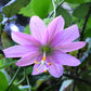 passiflora banana passion fruit