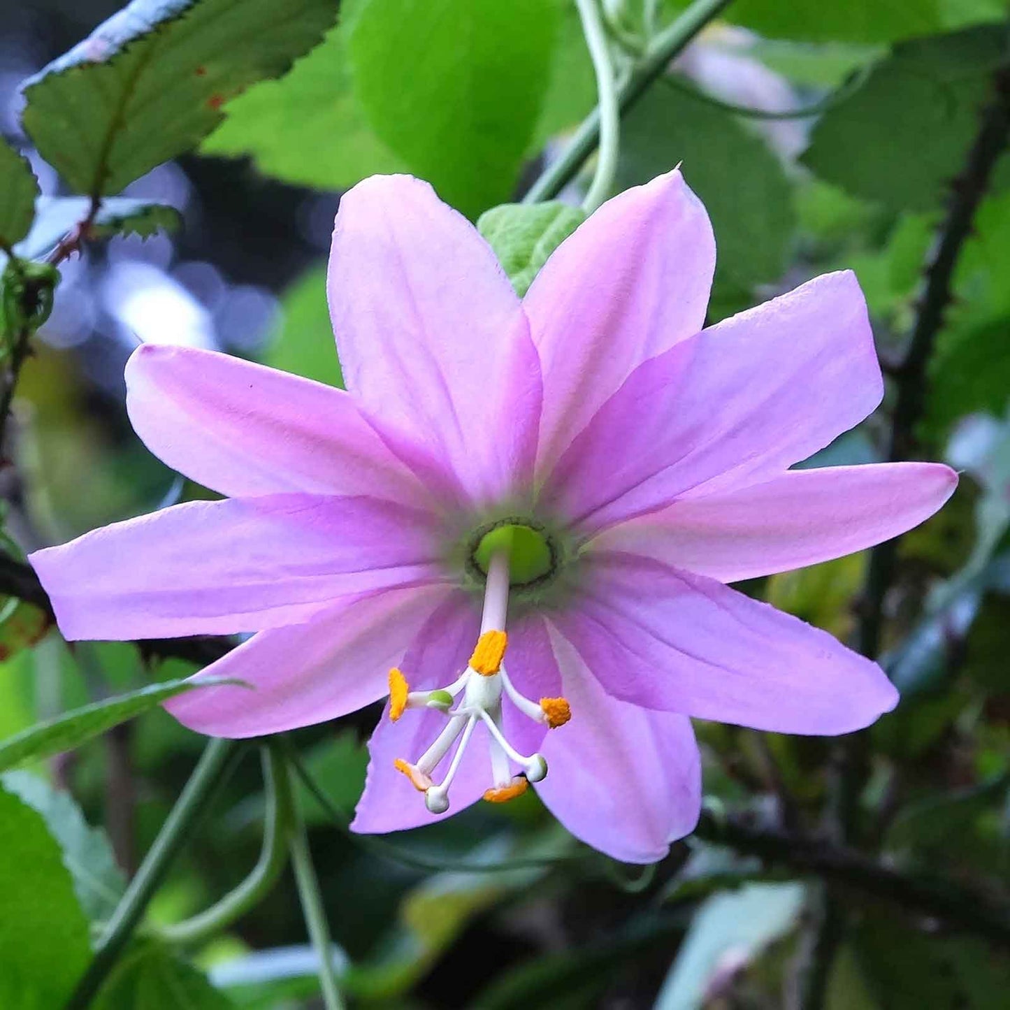passiflora banana passion fruit