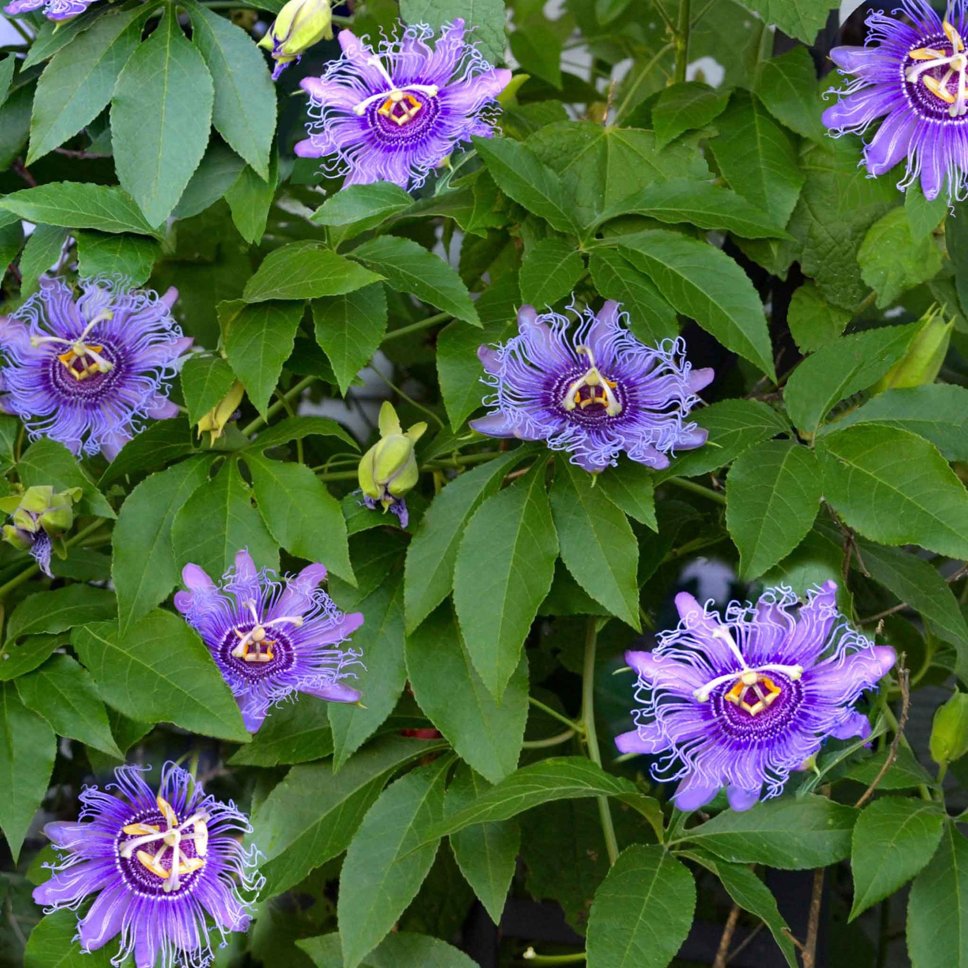 where are the seeds in a passion flower plant Passiflora Seeds - Purple Passion Flower | Flower Seeds in Packets & Bulk