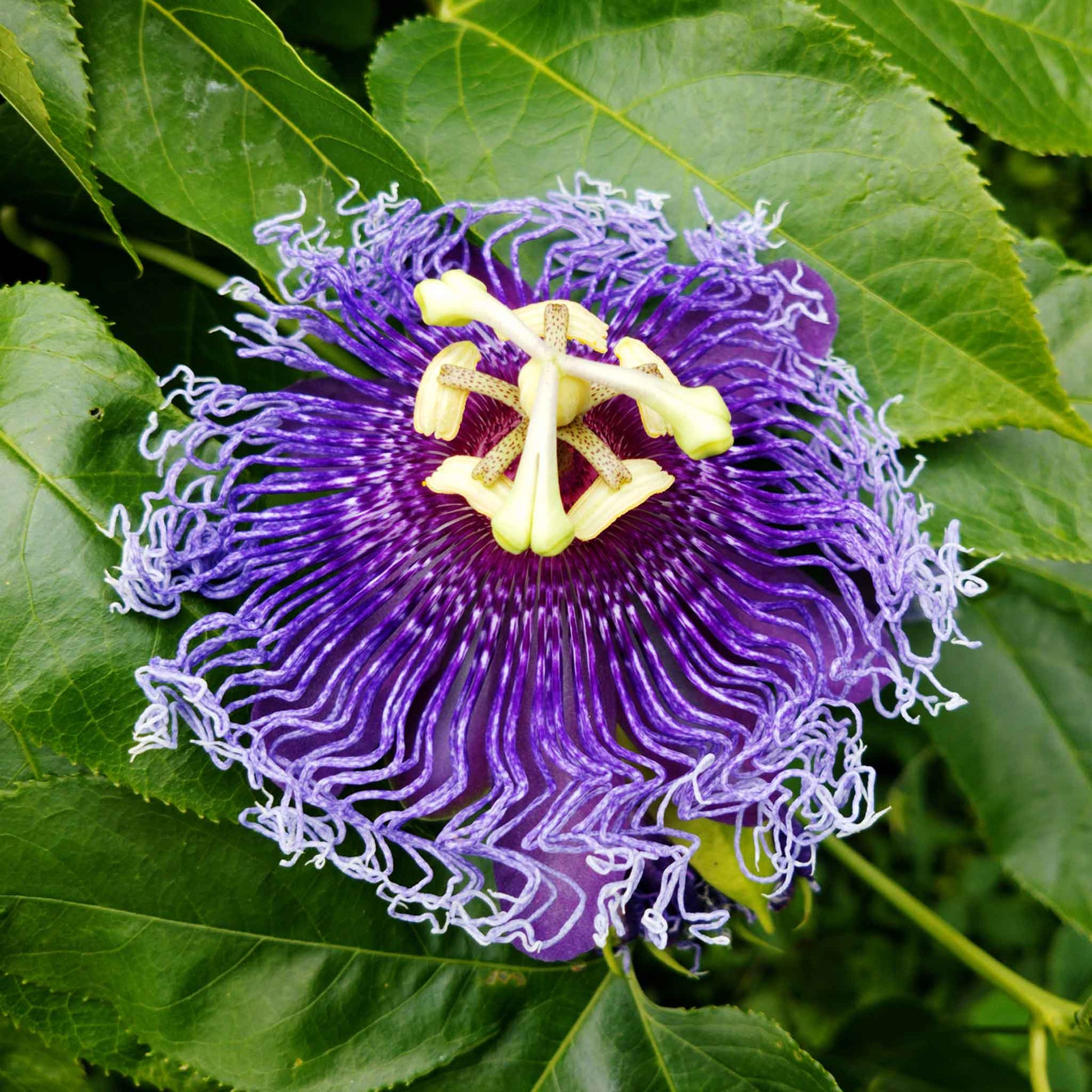 passion flower from seed Passiflora Seeds - Purple Passion Flower | Flower Seeds in Packets & Bulk