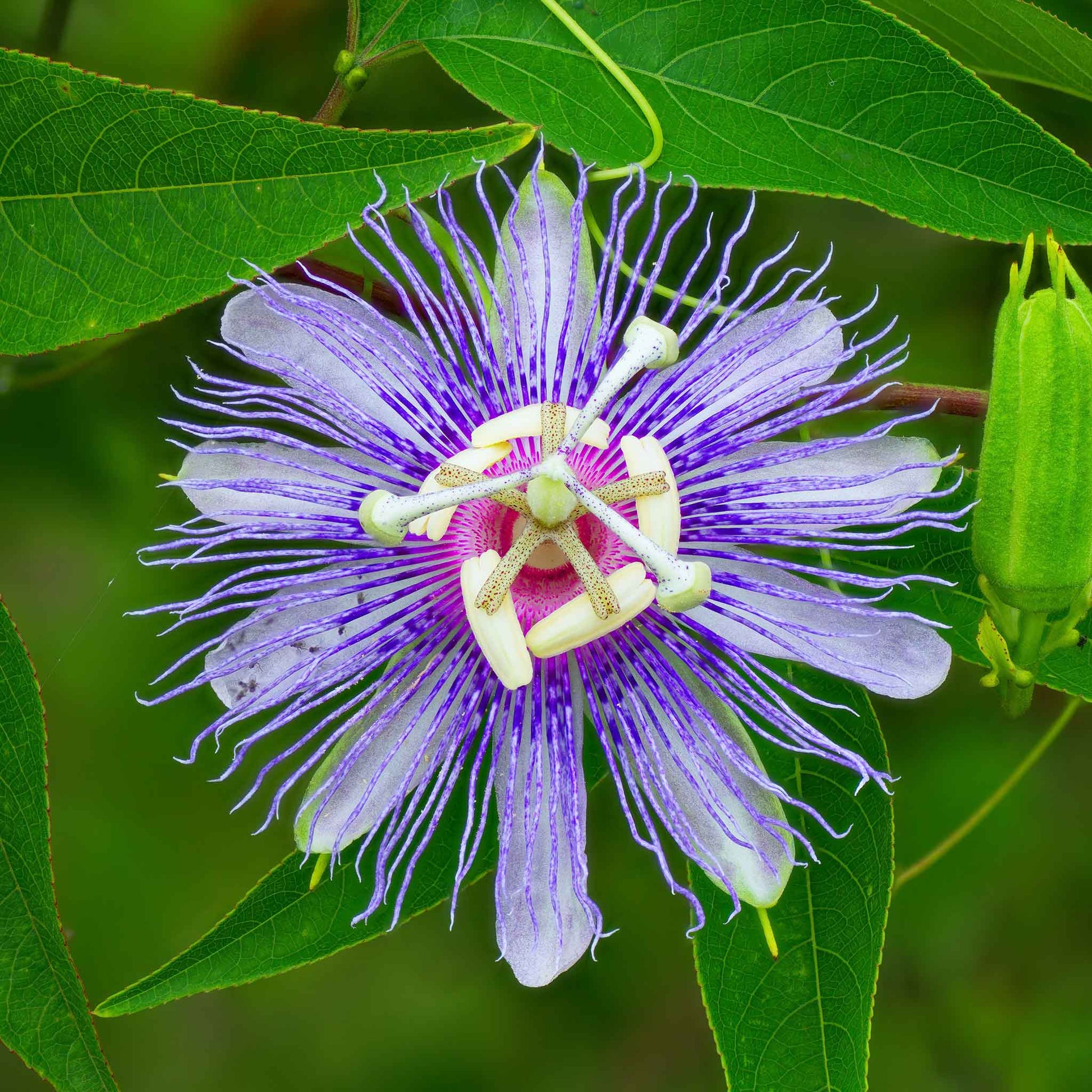 purple passion plant seeds Passiflora Seeds - Purple Passion Flower | Flower Seeds in Packets & Bulk