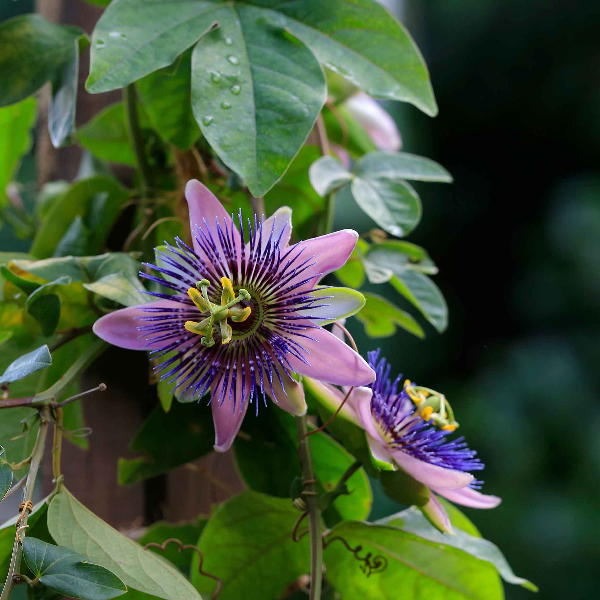 purple velvet plant seeds Passiflora Seeds - Purple Passion Flower | Flower Seeds in Packets & Bulk