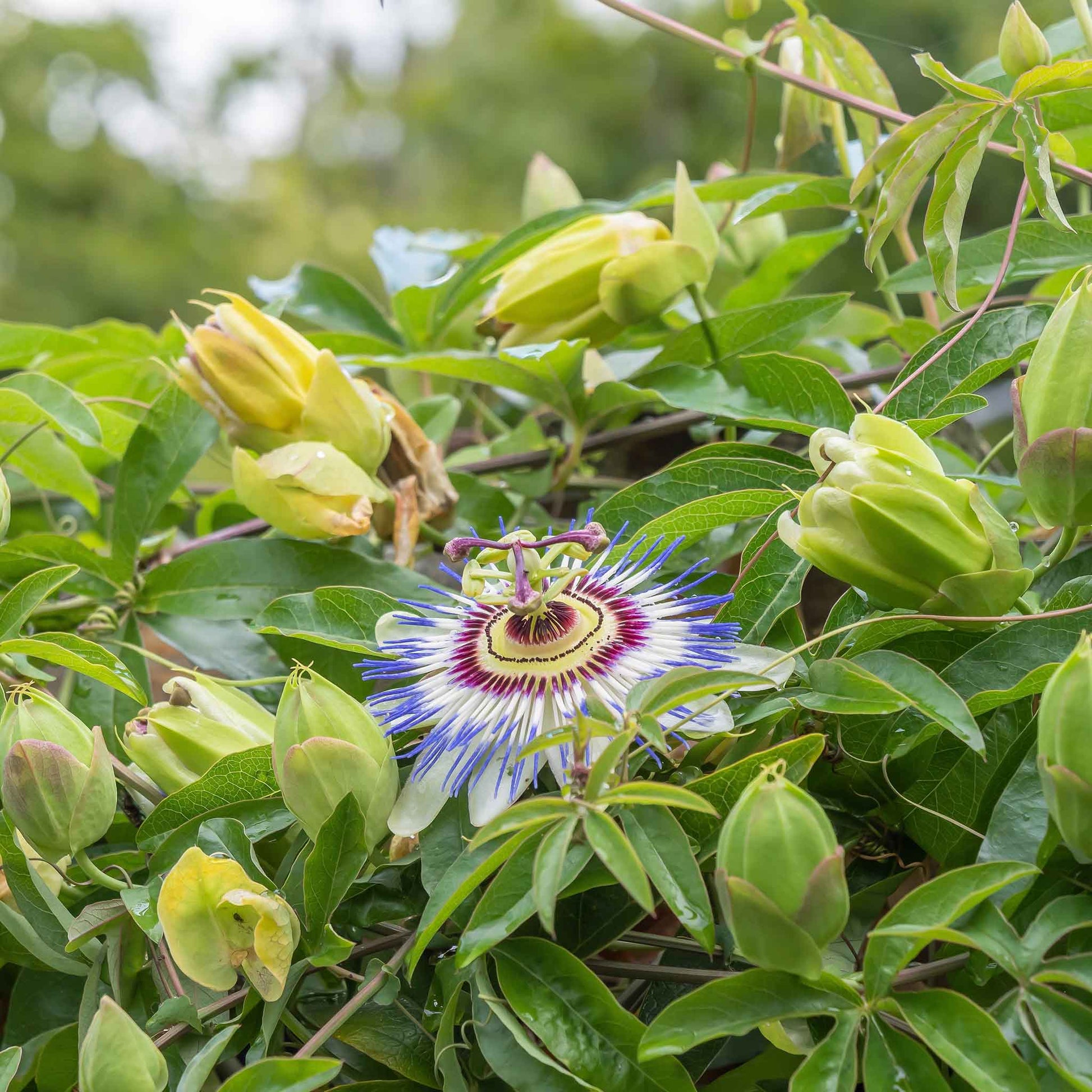sowing passion flower seeds Bulk Passiflora Seeds