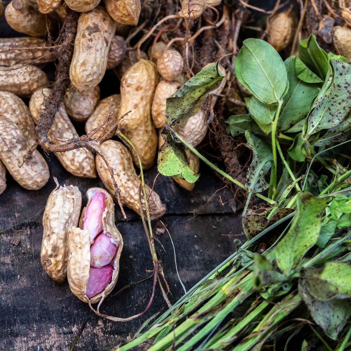 jumbo peanut seeds for planting Bulk Peanut Seeds