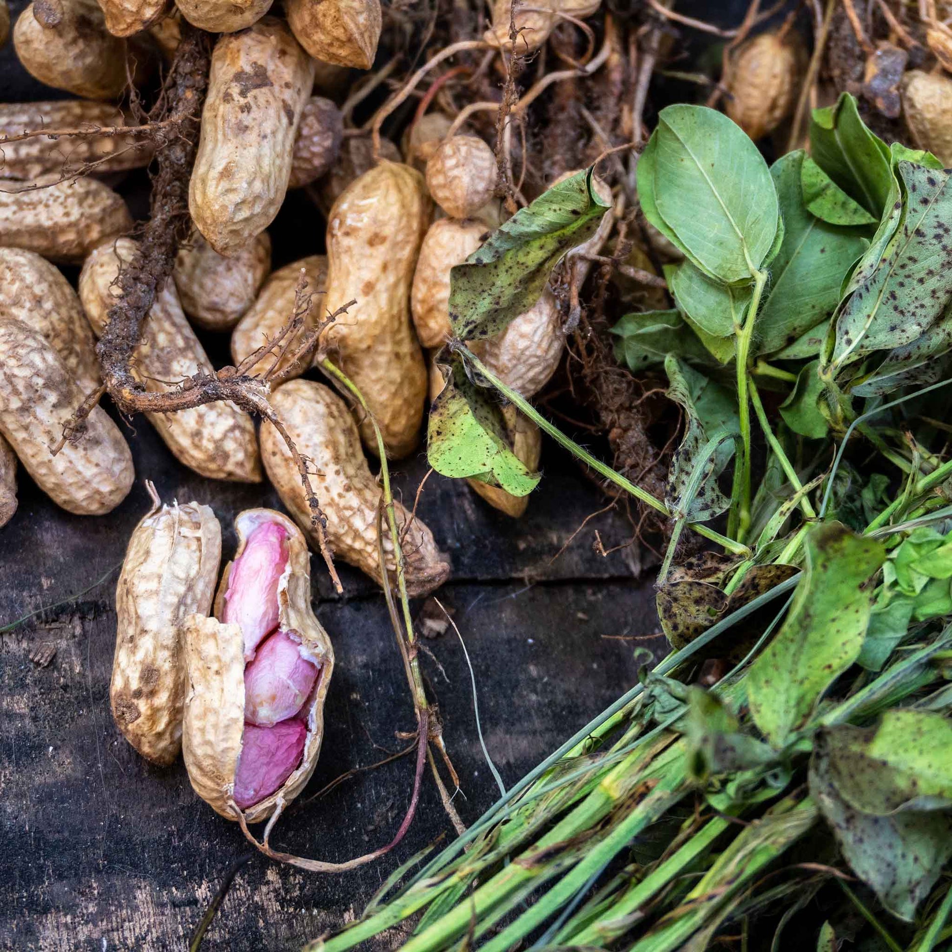 heirloom peanut seeds for planting Bulk Peanut Seeds