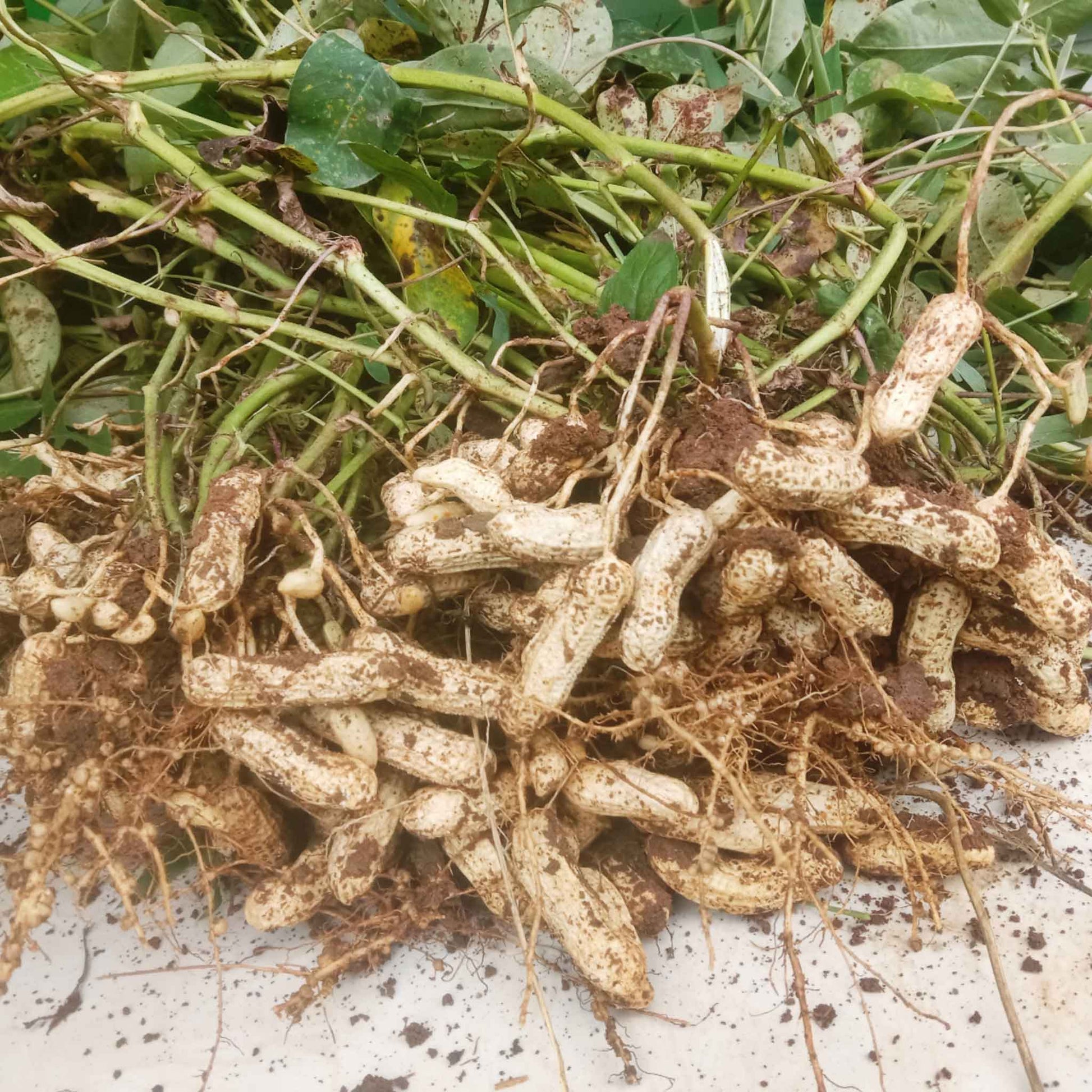 peanut plant seeds for sale Bulk Peanut Seeds
