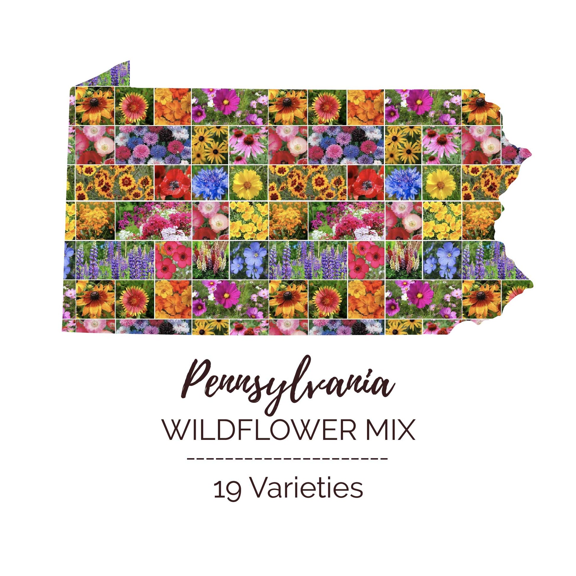 pennsylvania wildflower seeds Bulk Pennsylvania Wildflower Seed Mix