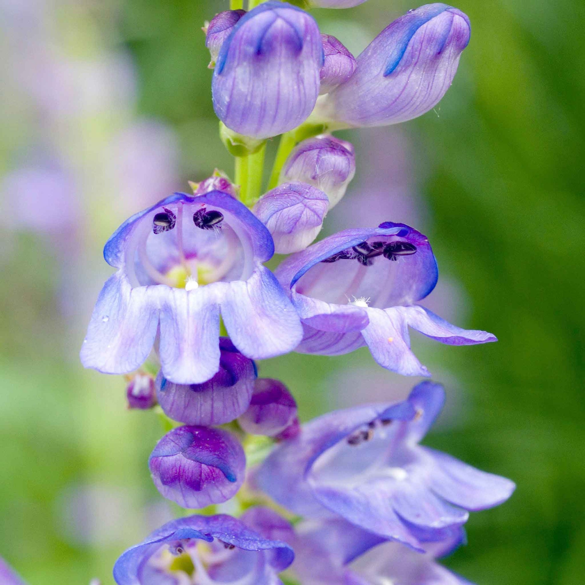 planting penstemon seeds Bulk Rocky Mountain Penstemon Seeds Packet
