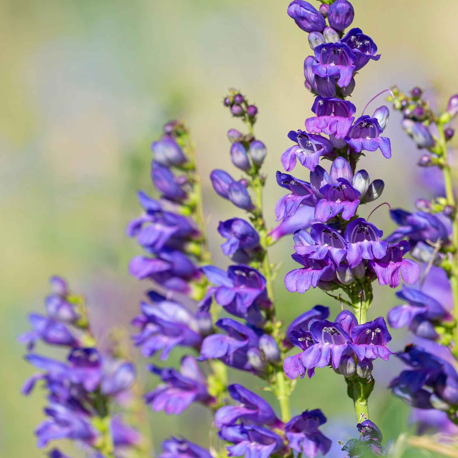 planting penstemon seeds Bulk Rocky Mountain Penstemon Seeds Packet