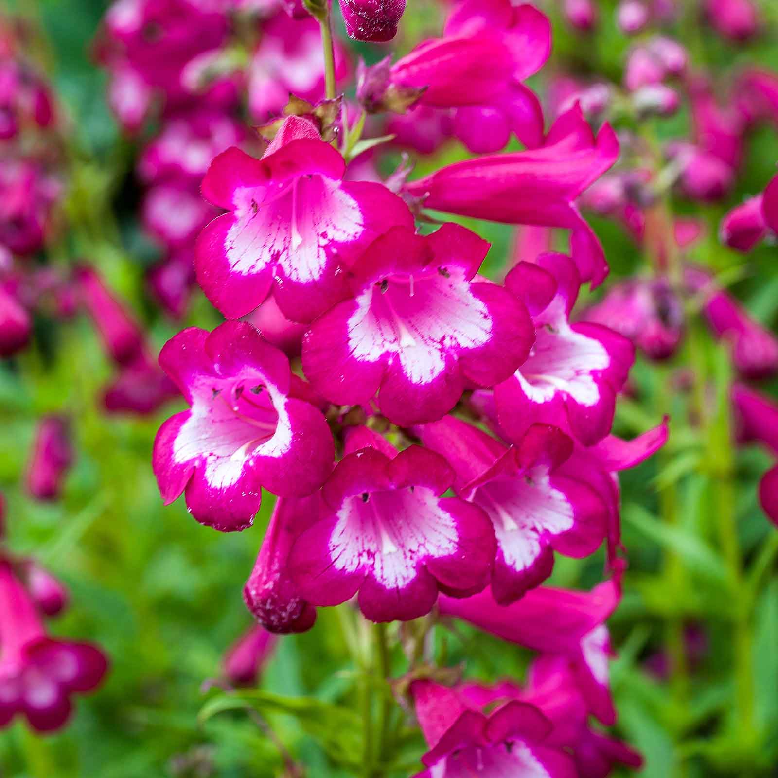 penstemon flower seeds Bulk Penstemon Seeds