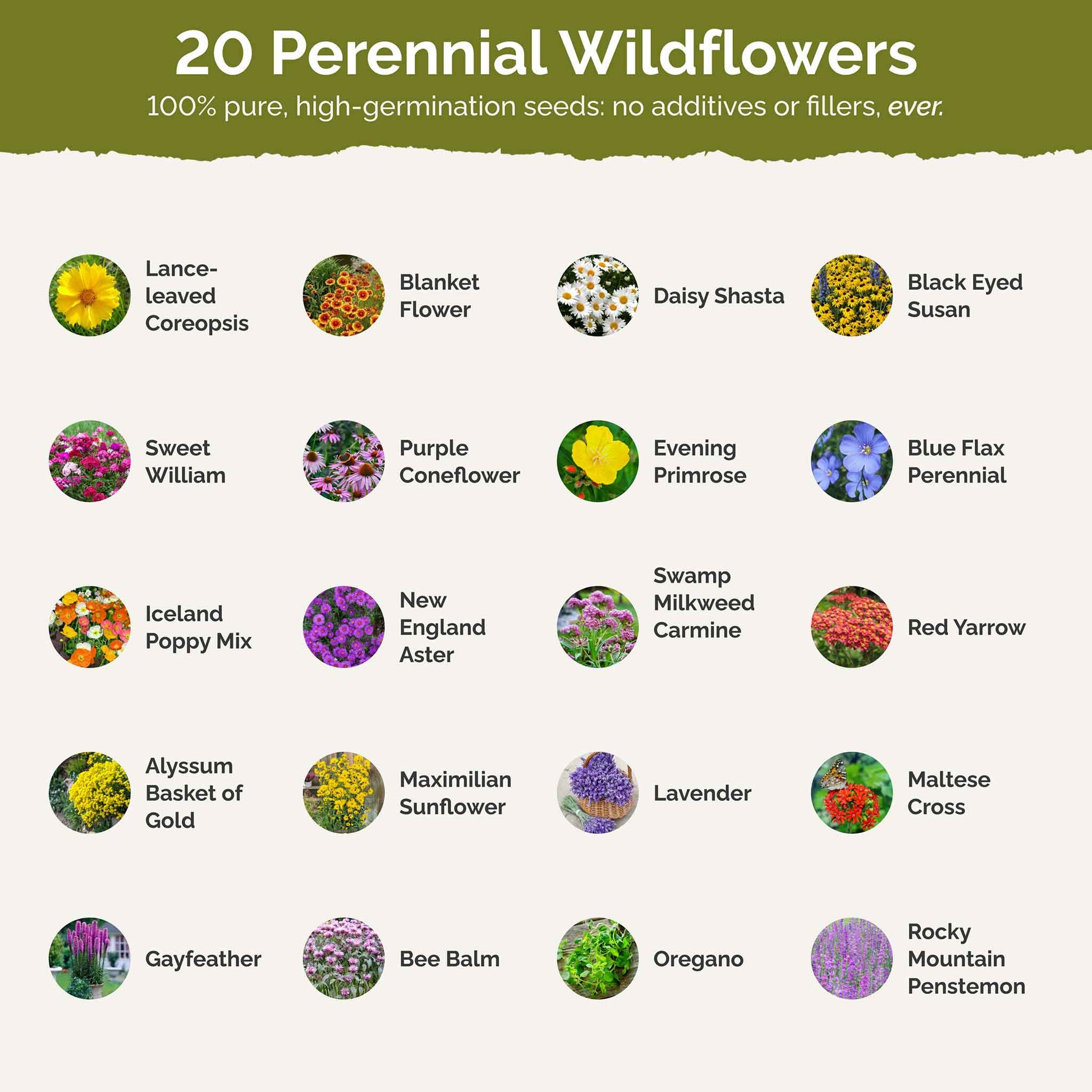 eden brothers all perennial wildflower seed mix All Perennial - Pollinator Wildflower Mix | Wildflower Seeds