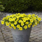 Potted plant with bright yellow petchoa flowers on a stone patio