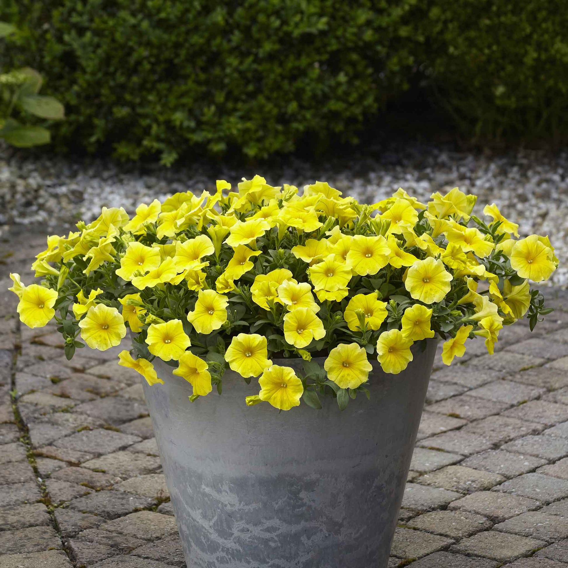 Potted plant with bright yellow petchoa flowers on a stone patio
