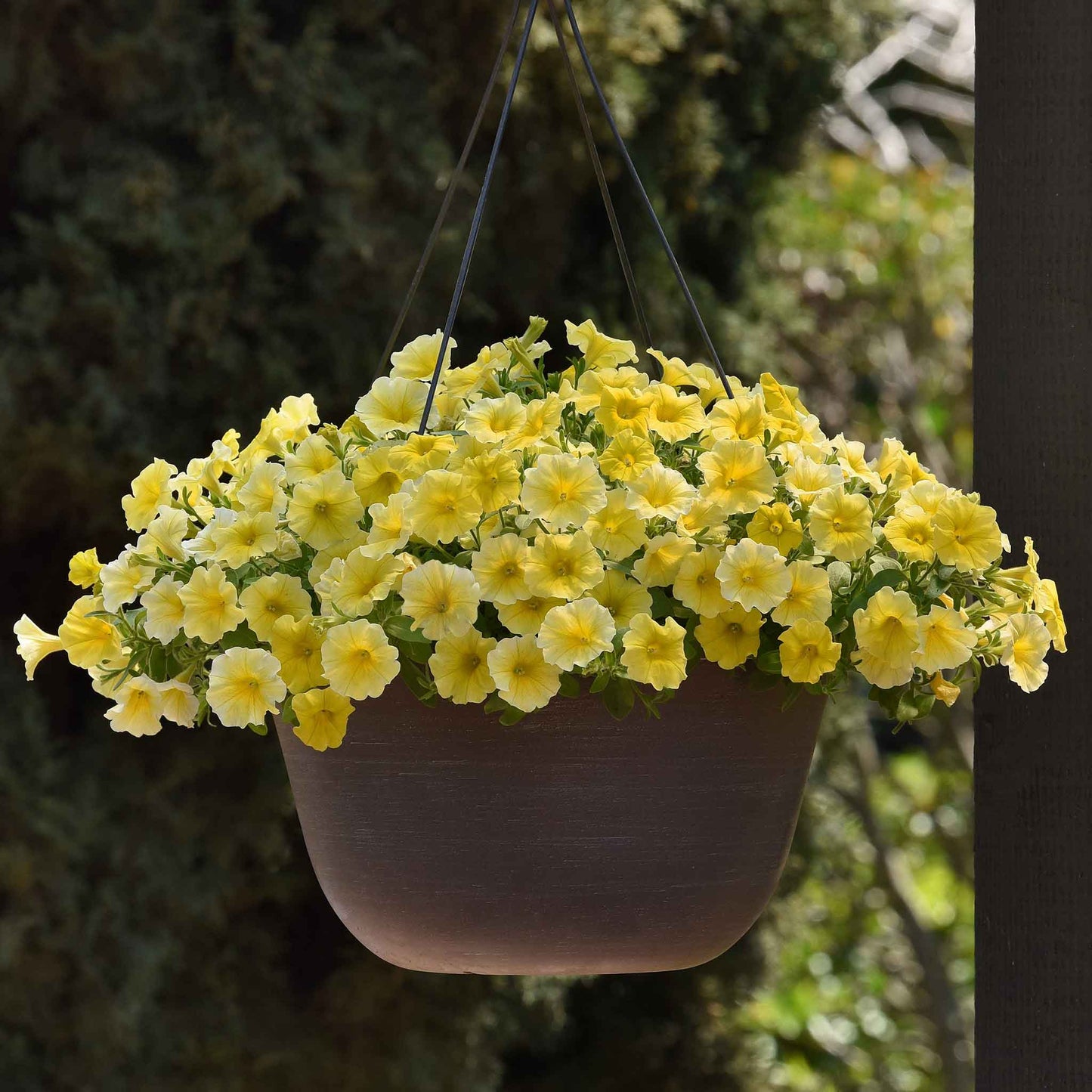 Hanging basket with yellow petchoa flowers against a blurred natural background