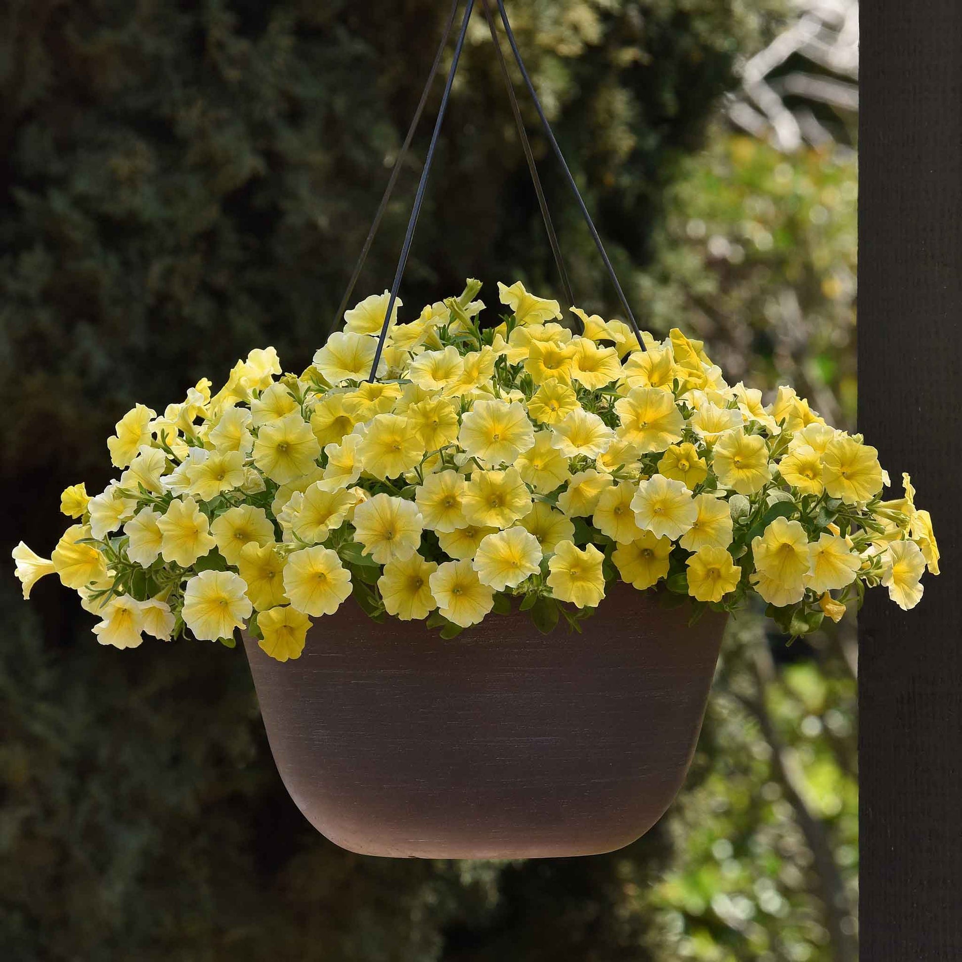 Hanging basket with yellow petchoa flowers against a blurred natural background