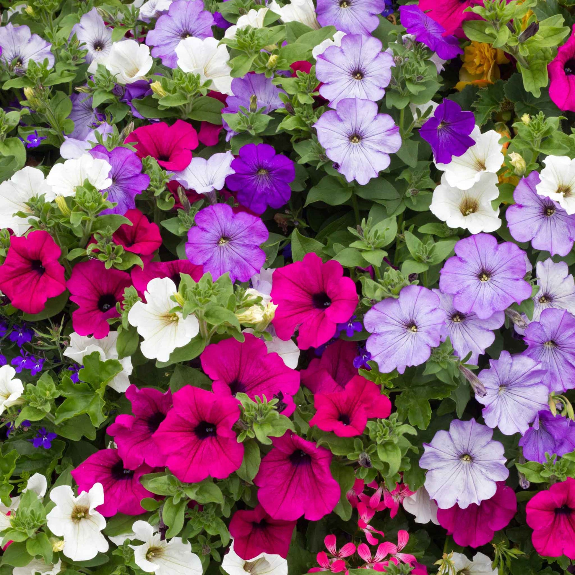 petunia seed planting depth Petunia - Dwarf Mix | Bulk Flower Seeds