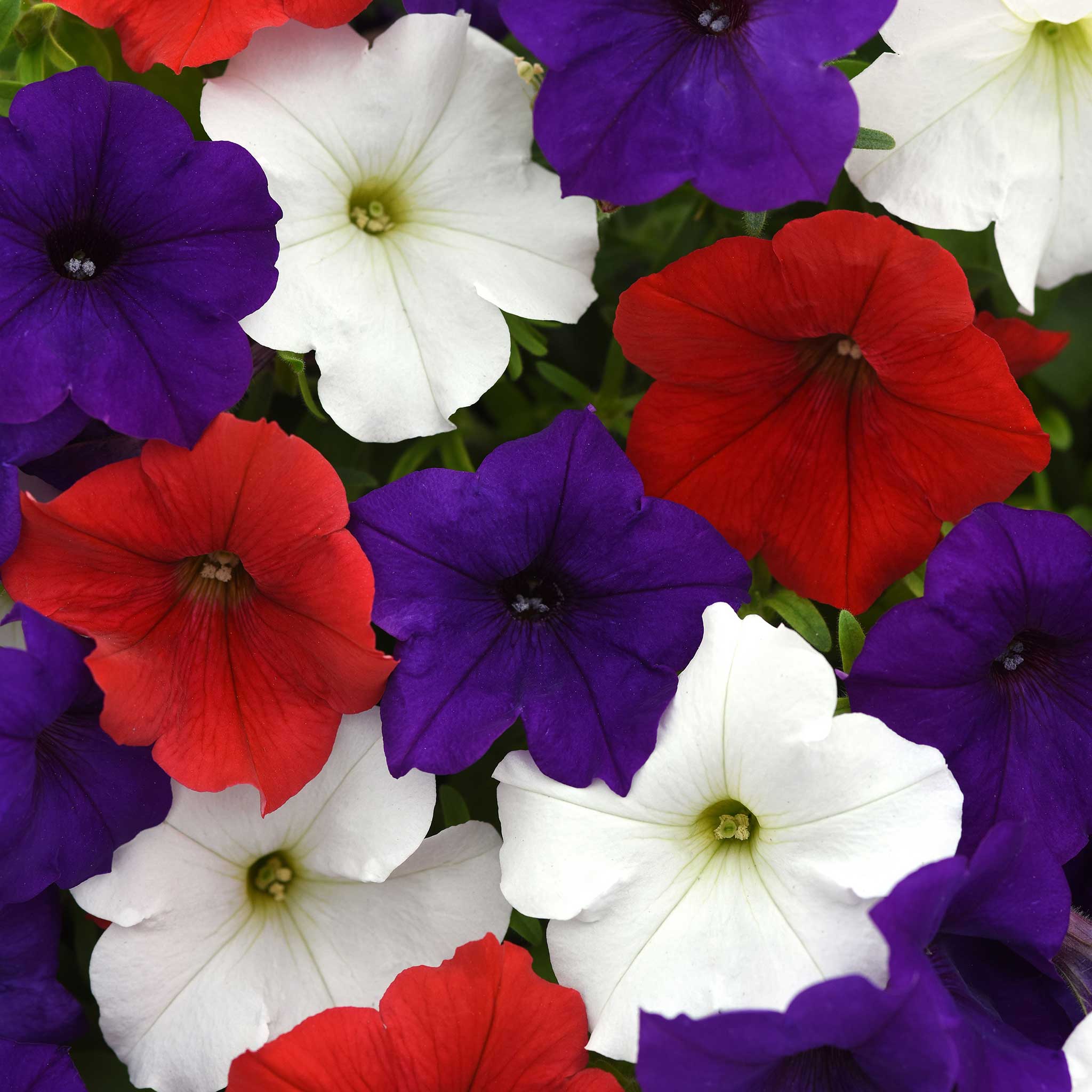 Bulk Petunia Seeds - Easy Wave The Flag Mix | Flower Seeds in Packets ...