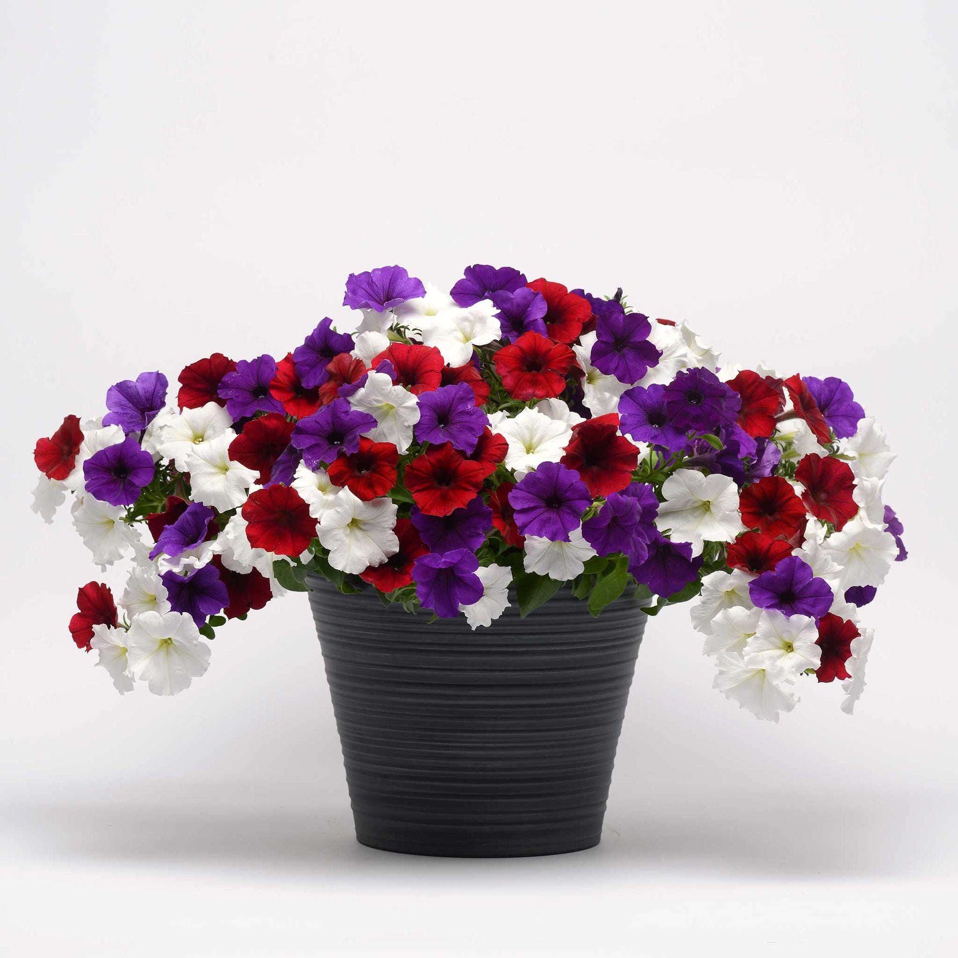 petunia potting mix Bulk Petunia Seeds - Easy Wave The Flag Mix | Flower Seeds in Packets & Bulk