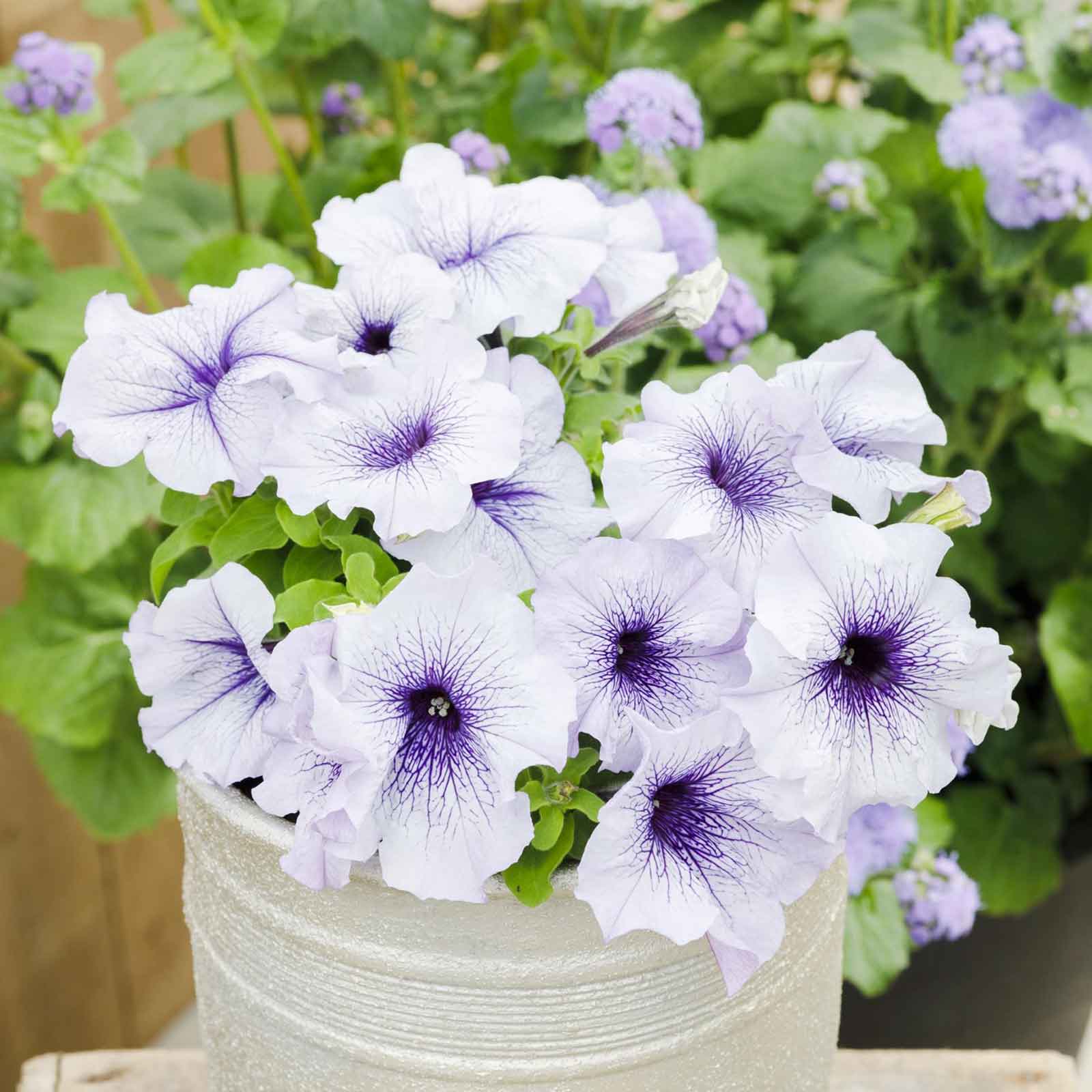 flower seeds petunias Bulk Petunia Seeds - Silver Blue | Flower Seeds in Packets & Bulk