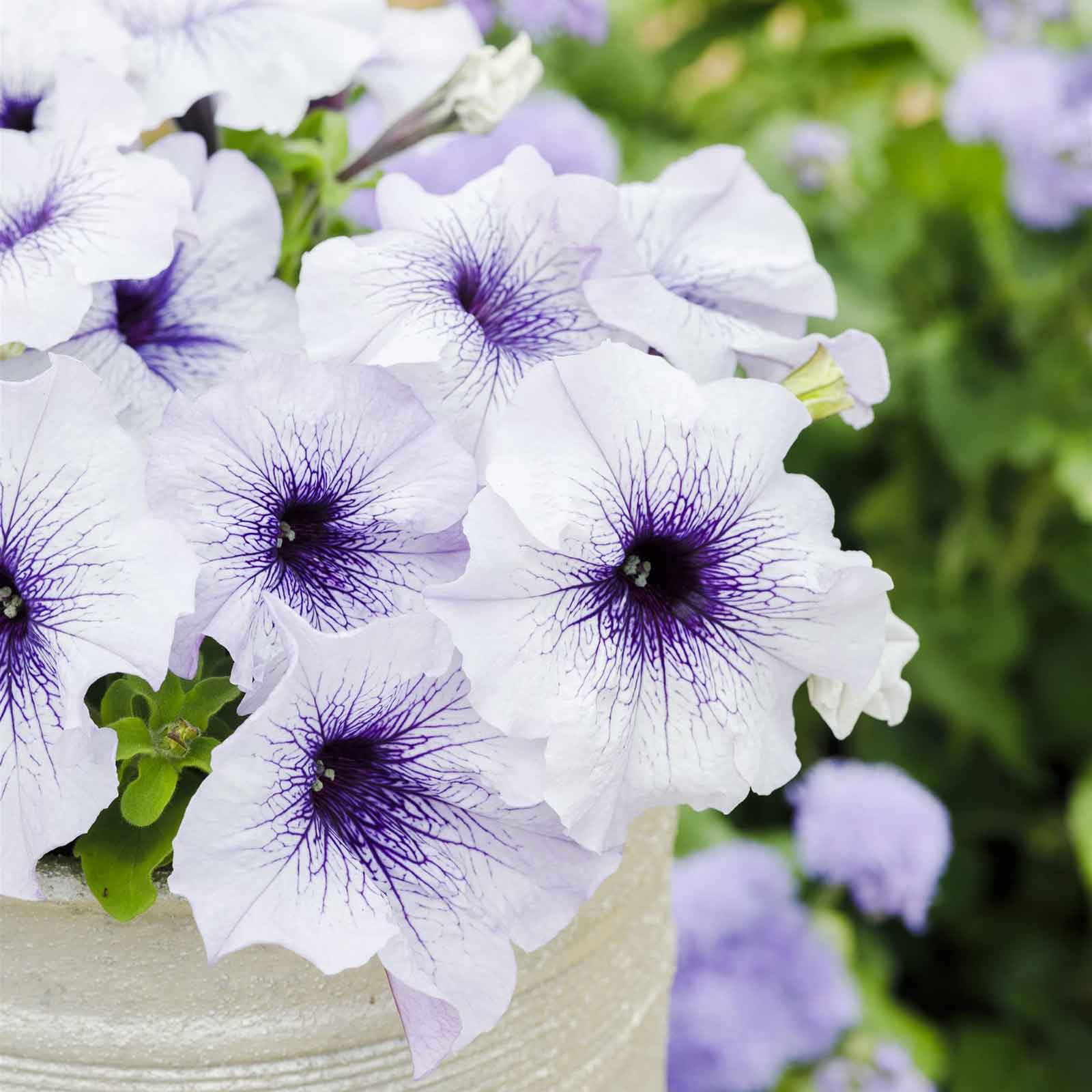 petunia seed to flower Bulk Petunia Seeds - Silver Blue | Flower Seeds in Packets & Bulk
