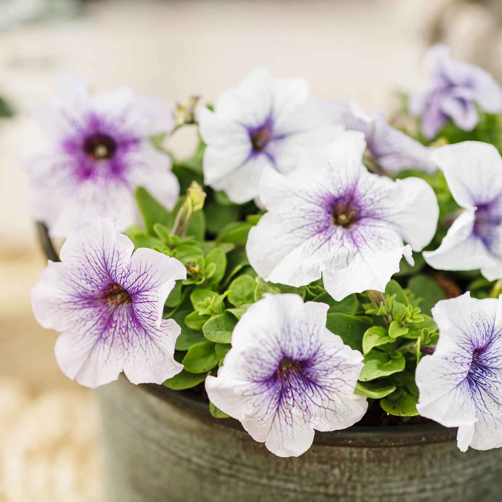 petunia seed to flower Bulk Petunia Seeds - Silver Blue | Flower Seeds in Packets & Bulk