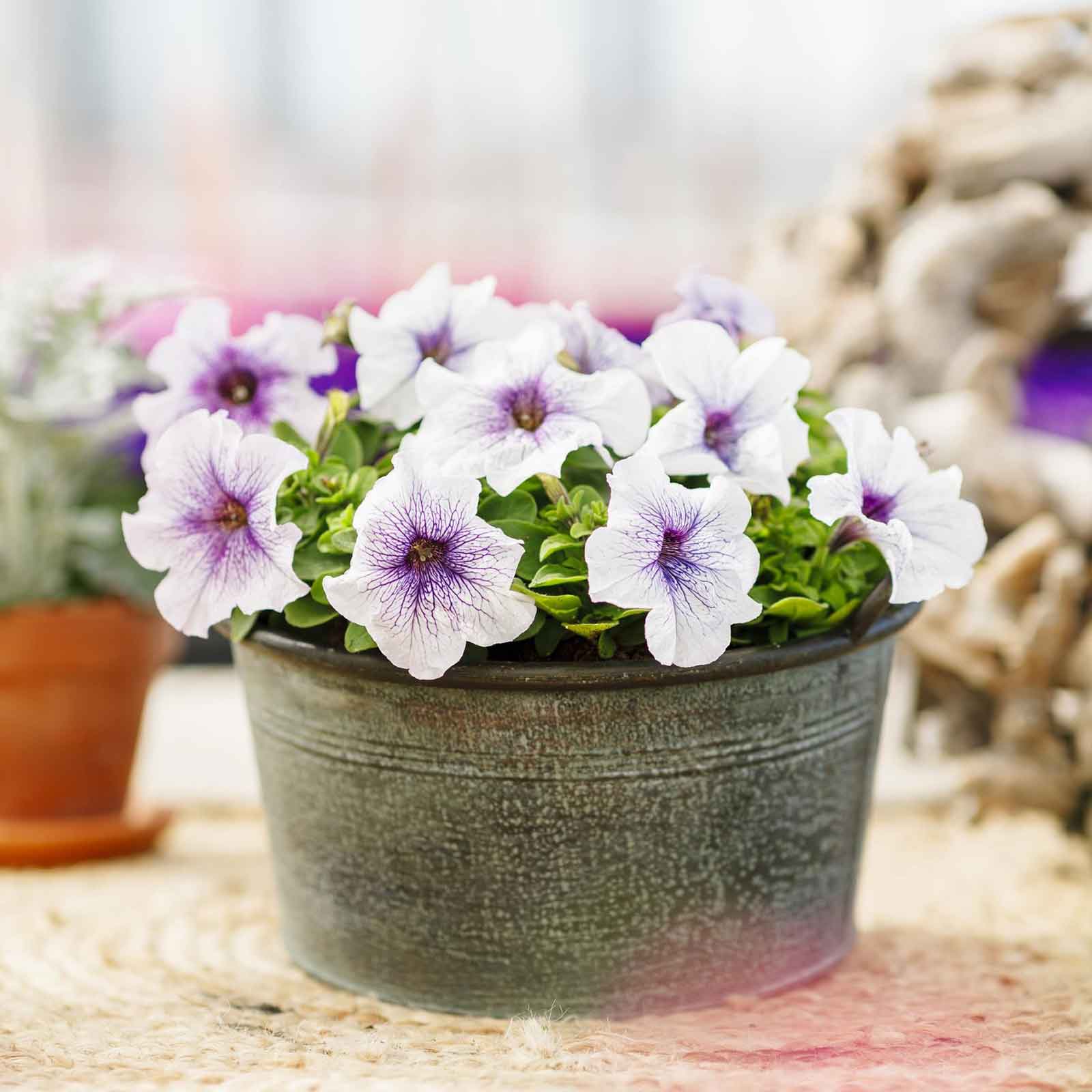 petunia plant seeds Bulk Petunia Seeds - Silver Blue | Flower Seeds in Packets & Bulk
