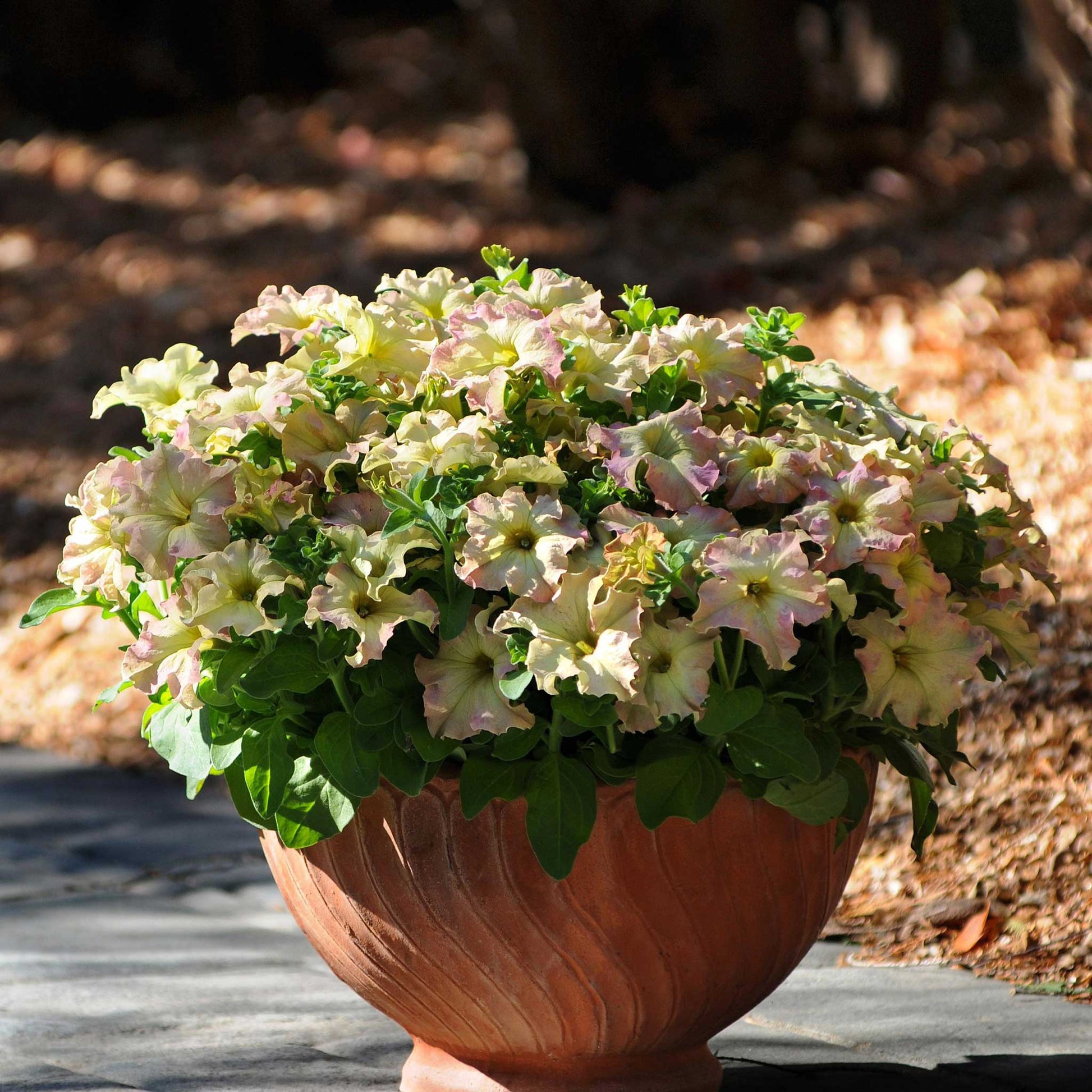 antique flower seeds Bulk Petunia Seeds - Sophistica Antique Shades | Flower Seeds in Packets & Bulk