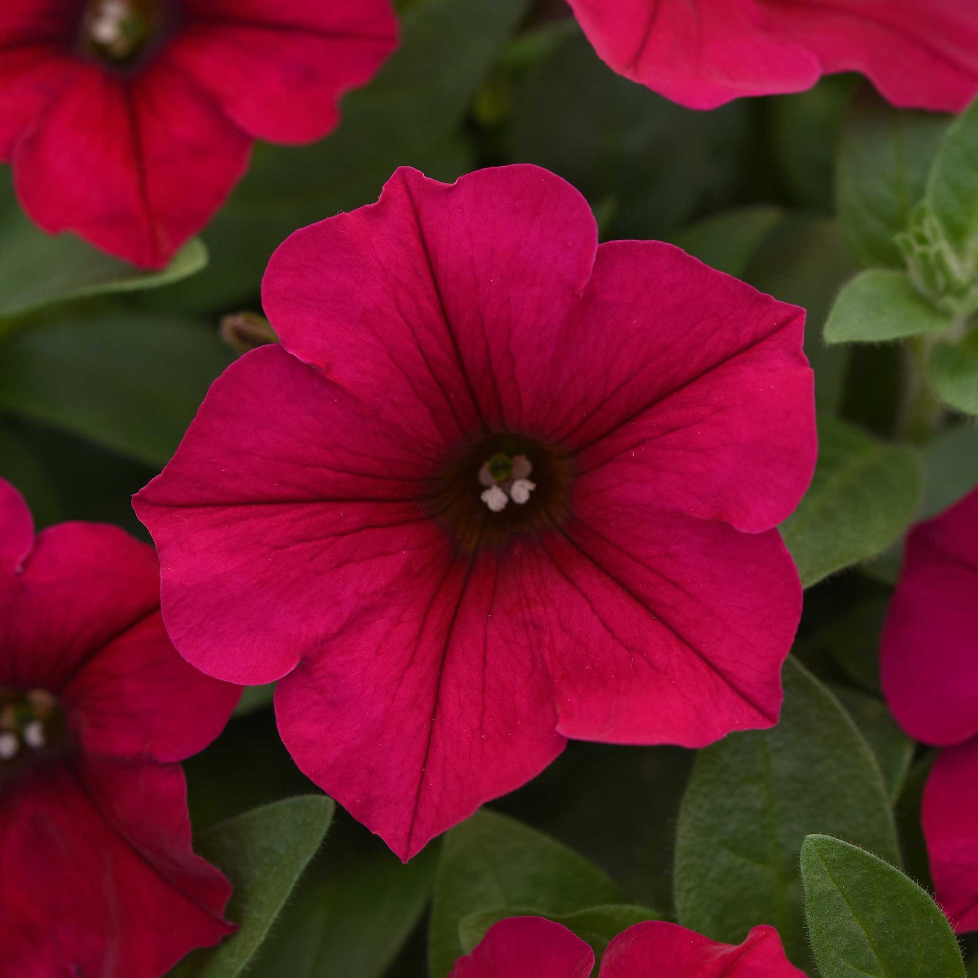 petunia flower seeds for sale Bulk Petunia Seed - Wave Carmine Velour | Flower Seeds in Packets & Bulk