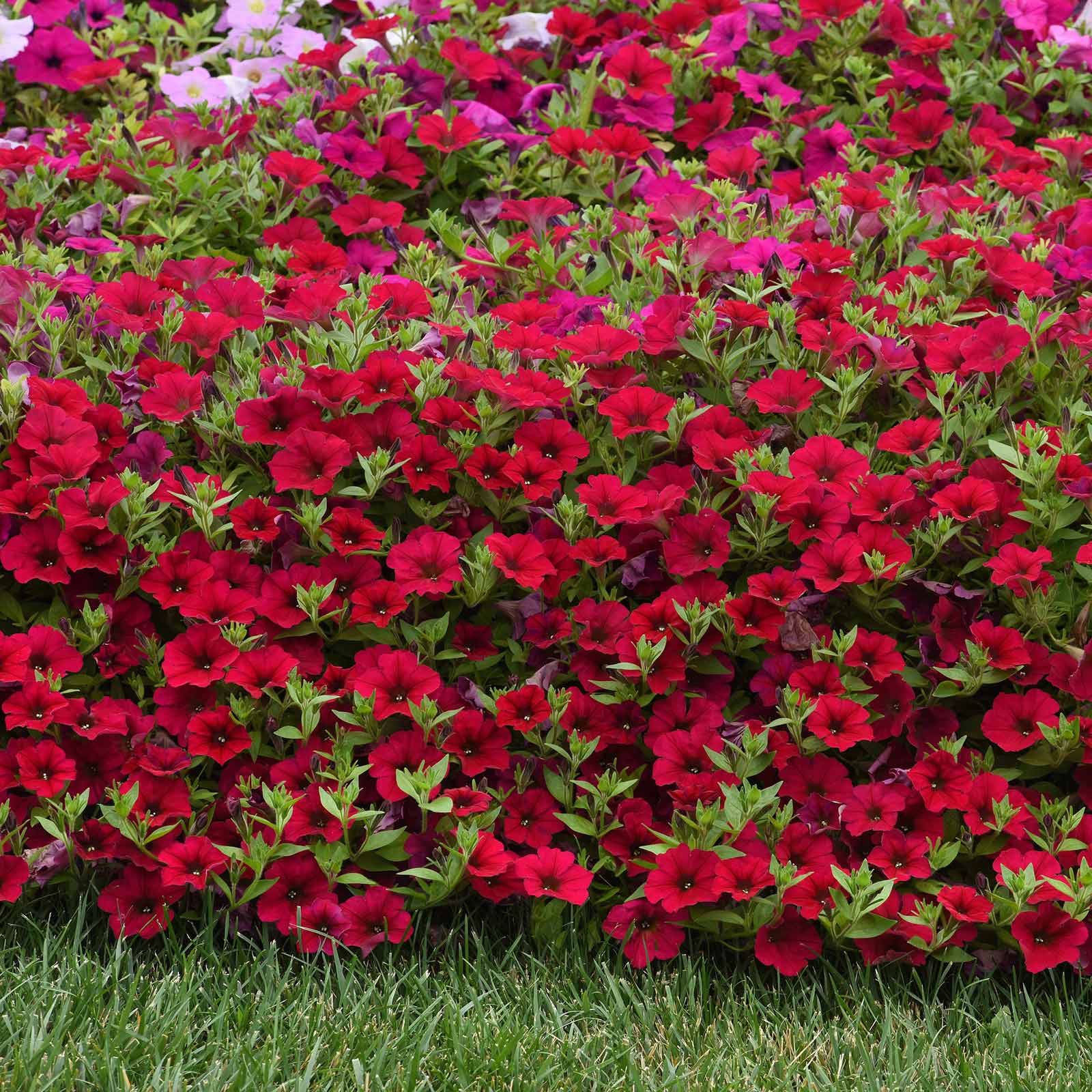 wave petunia flower seeds Bulk Petunia Seed - Wave Carmine Velour | Flower Seeds in Packets & Bulk
