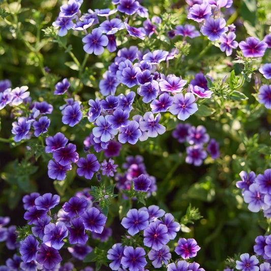 Close-up of Blueberry Swirl phlox flowers with purple flowers and green leaves