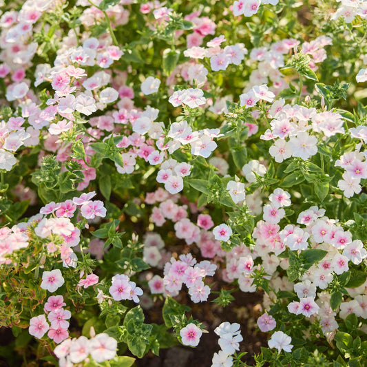 Close-up of pink and white phlox blushing bride flowers with green leaves