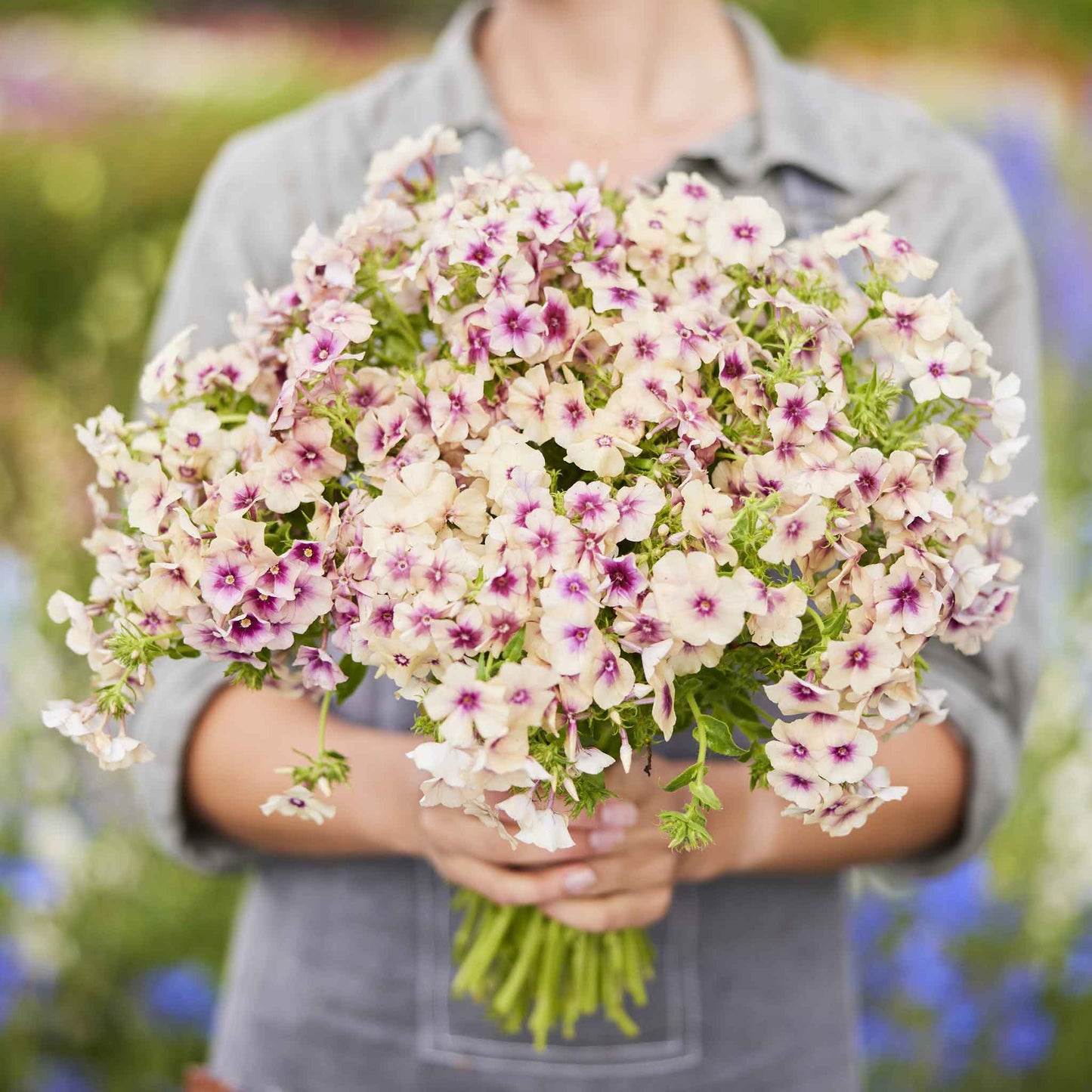 Bulk Phlox Seeds - Cherry Caramel