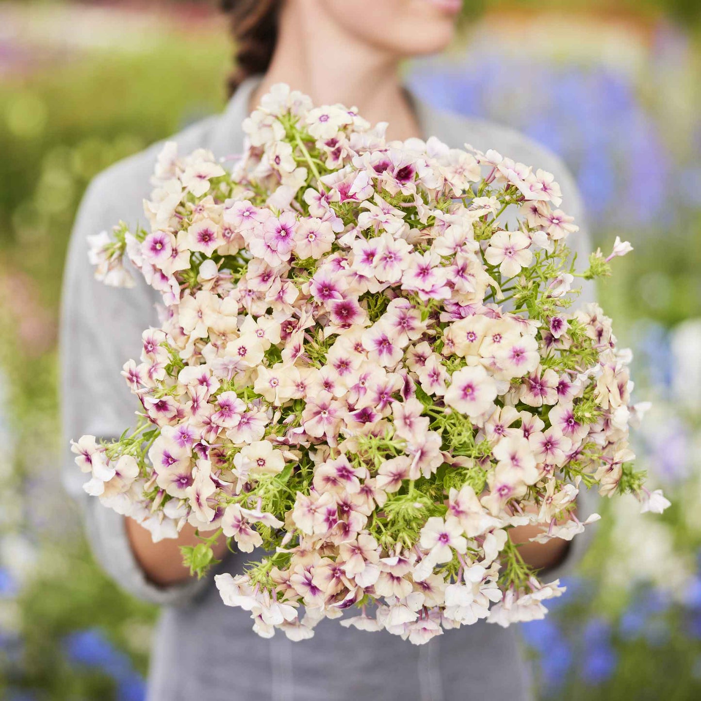 Bulk Phlox Seeds - Cherry Caramel