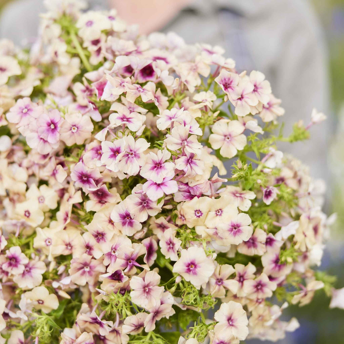 Bulk Phlox Seeds - Cherry Caramel