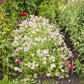 Bulk Phlox Seeds - Cherry Caramel