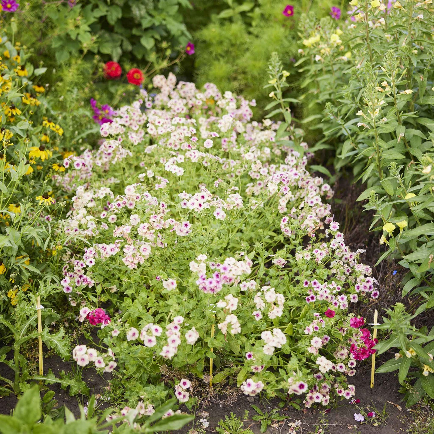 Bulk Phlox Seeds - Cherry Caramel
