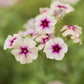 Bulk Phlox Seeds - Cherry Caramel