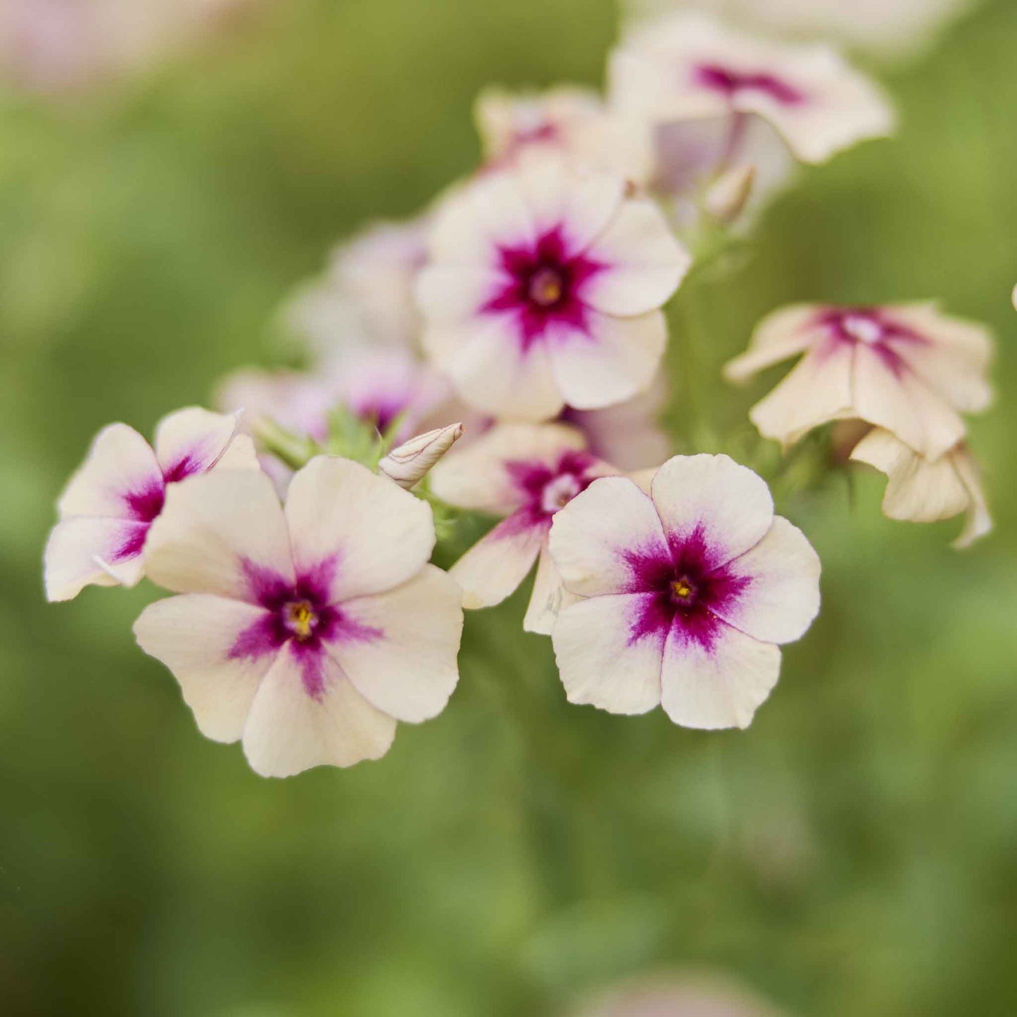 Bulk Phlox Seeds - Cherry Caramel