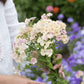 phlox creme brulee