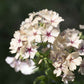 phlox creme brulee