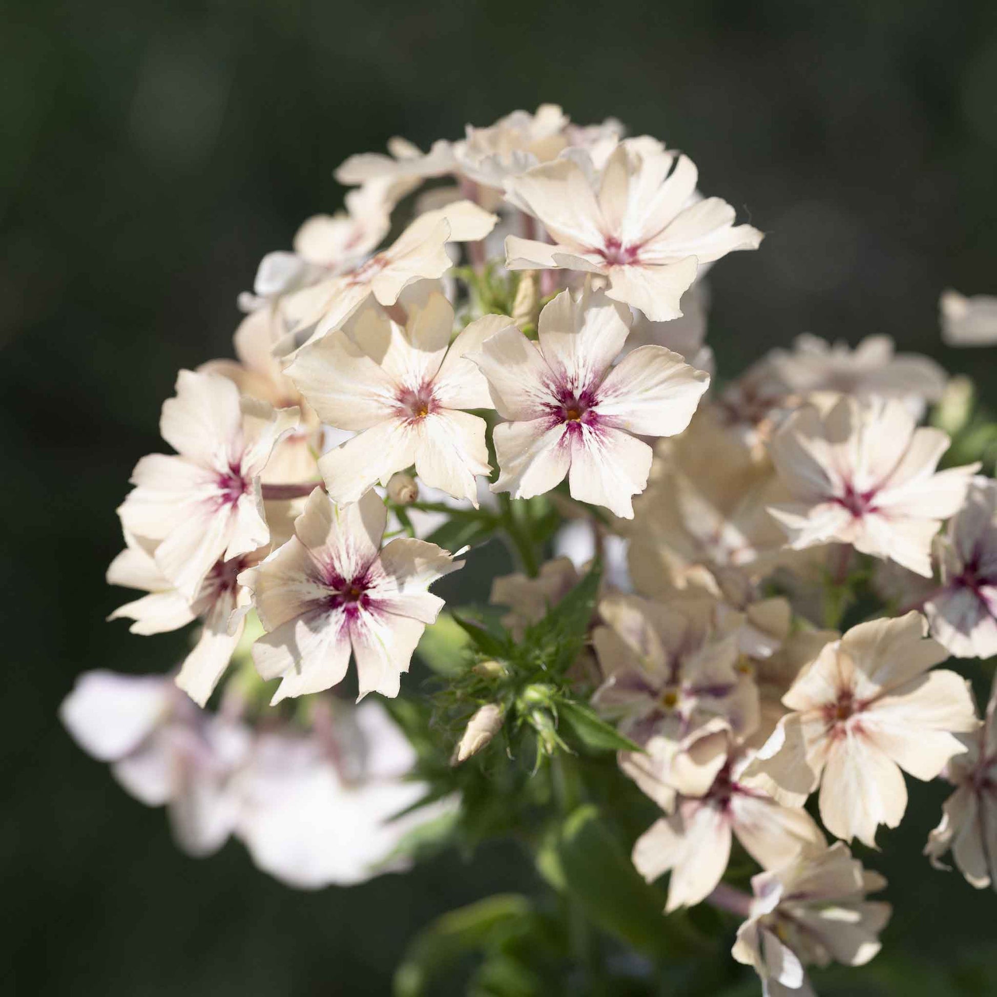 phlox creme brulee